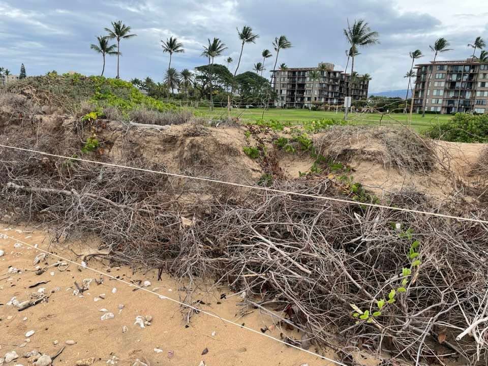 Dune Stabilization Volunteer Day