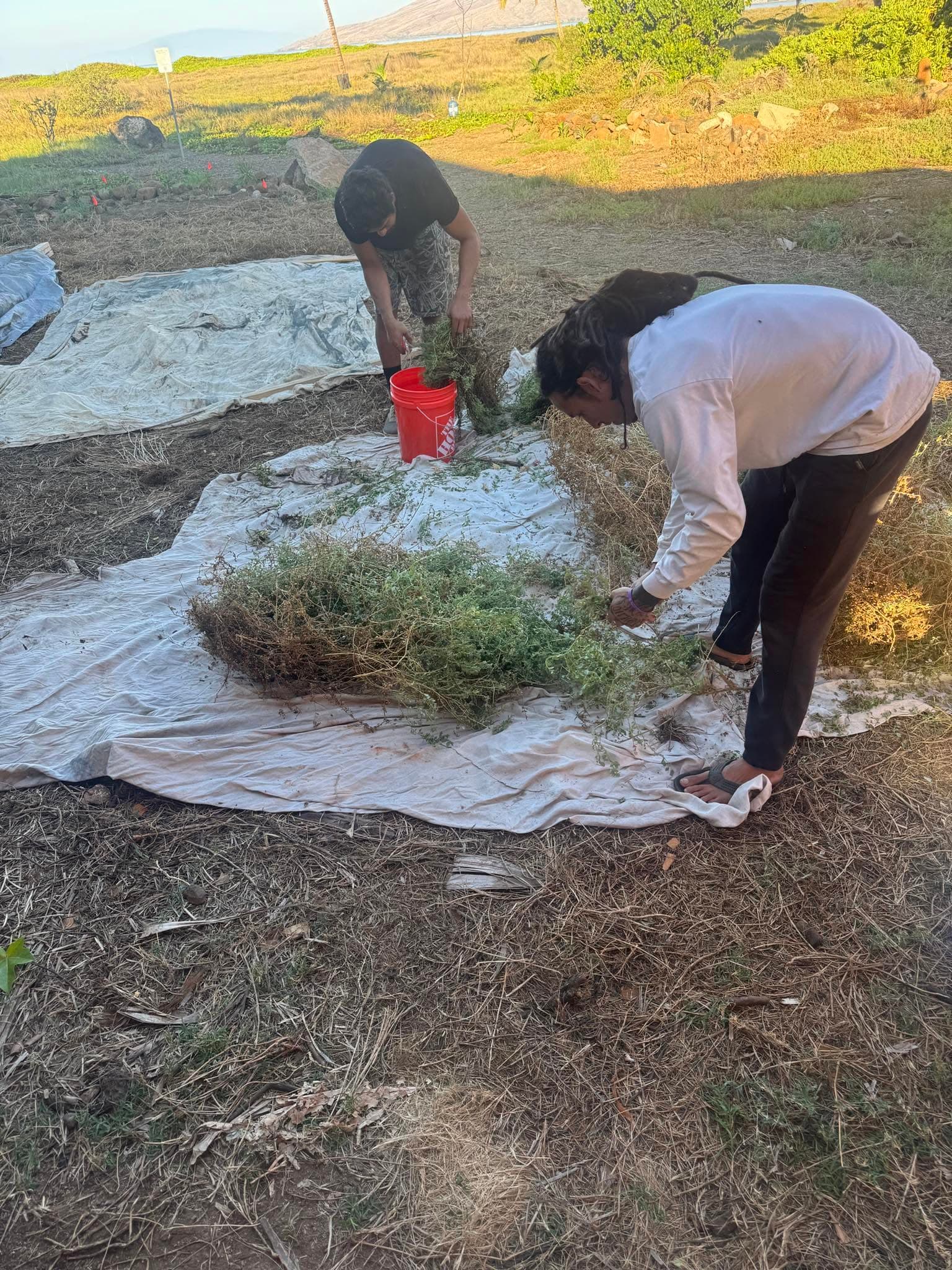 Seed Bank–Driven Restoration