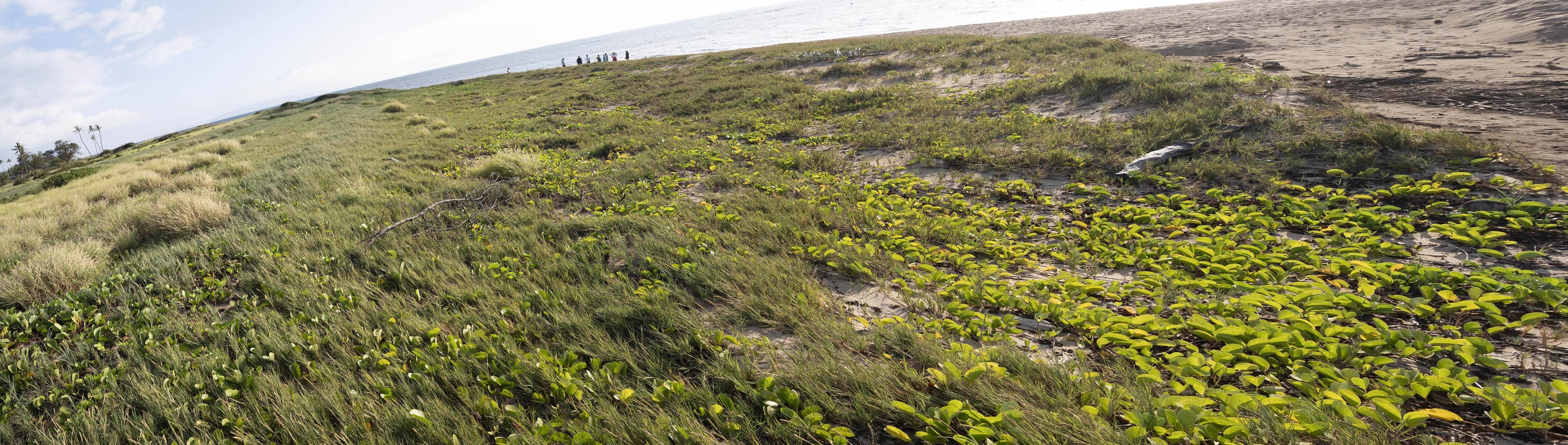 Panorama of the restored dune slope at Waiohuli Kai, native groundcover spreading toward the beach