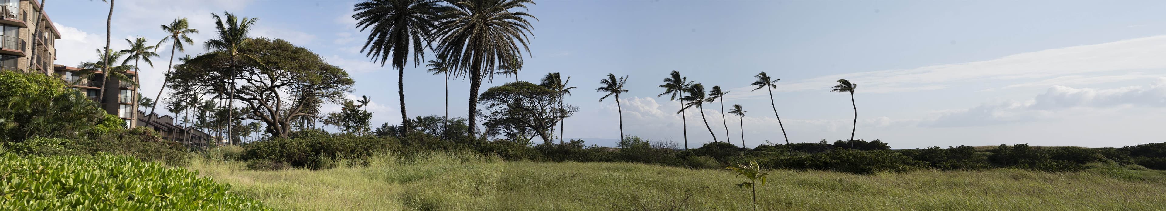 Panorama of coconut palms and grassland at Waiohuli under a wide sky
