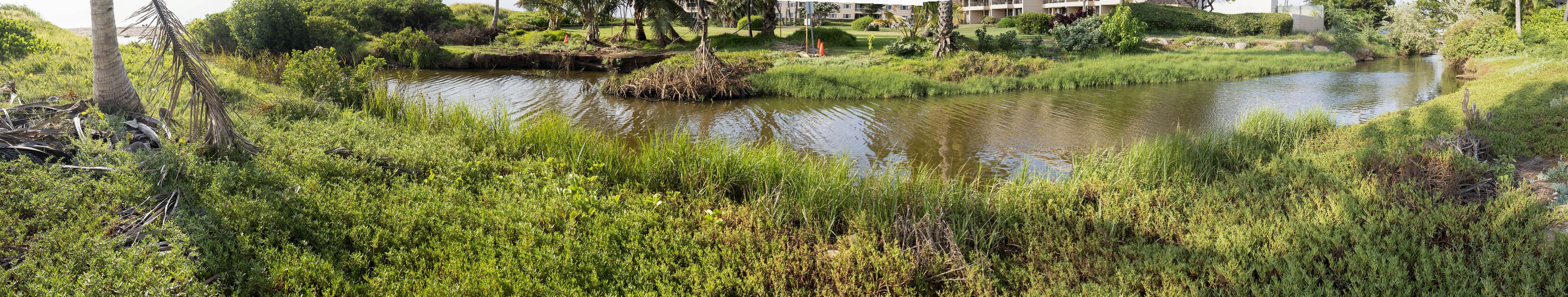 Panorama of the Waiohuli Kai muliwai, calm water ringed by sedges and native shrubs