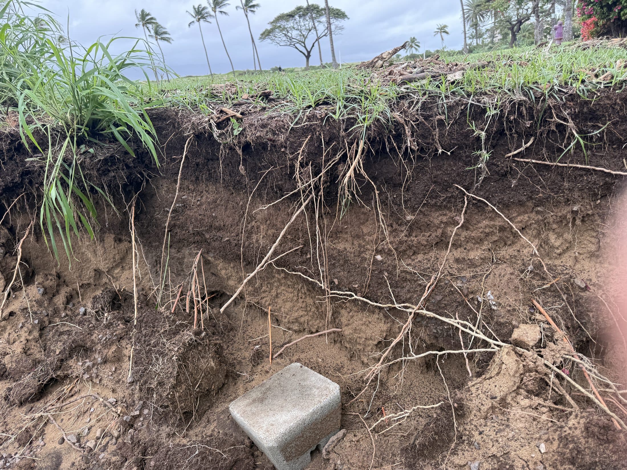 Freshly cut stream bank showing dark wetland soil layers beneath turf