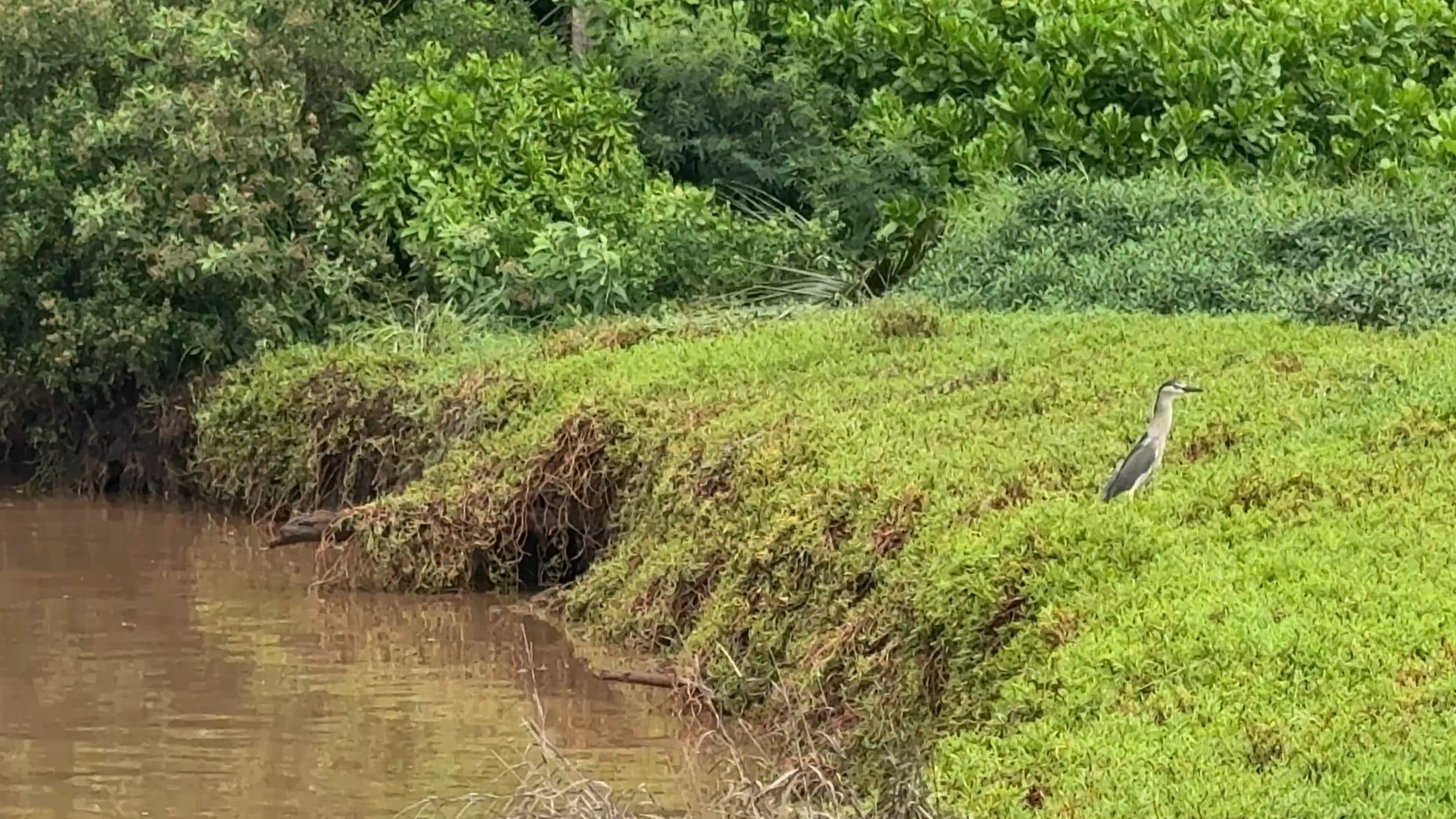 A heron standing on a vegetated stream bank at Waiohuli