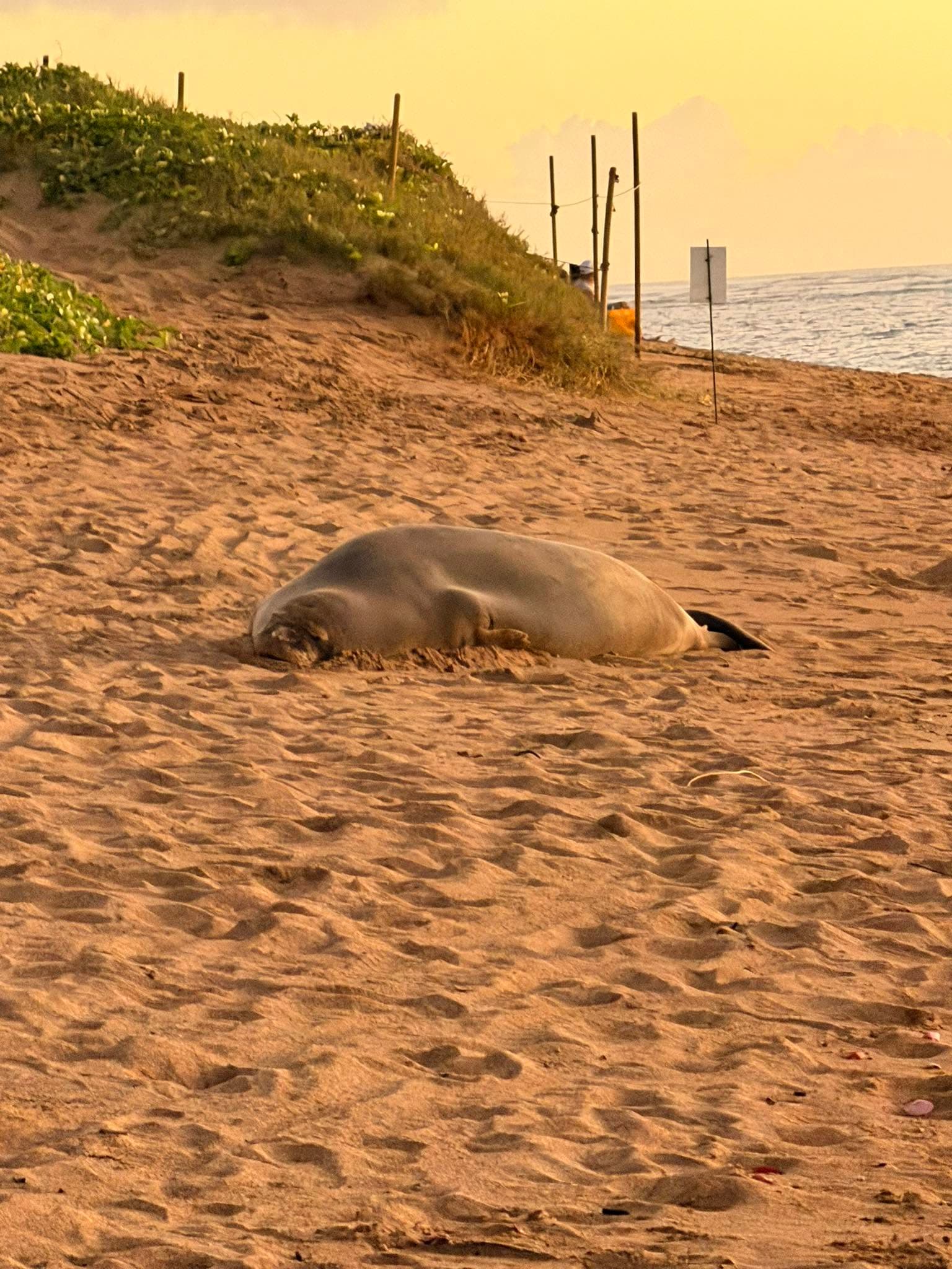 Hawaiian Monk Seal